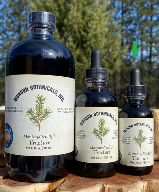 Montana Yew Tip Tincture