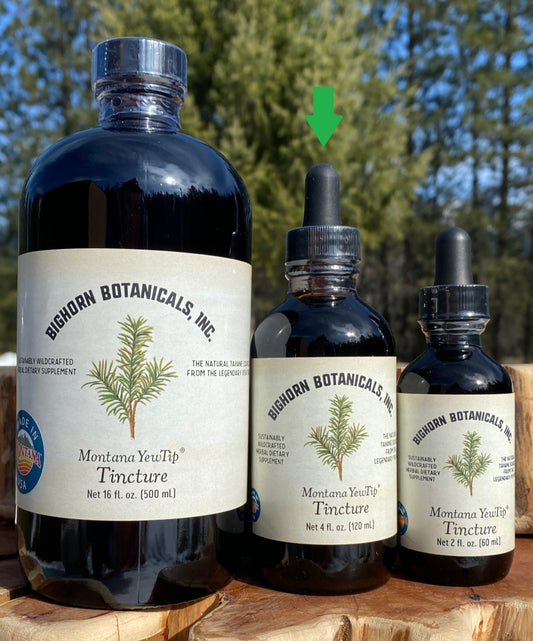 Montana Yew Tip Tincture
