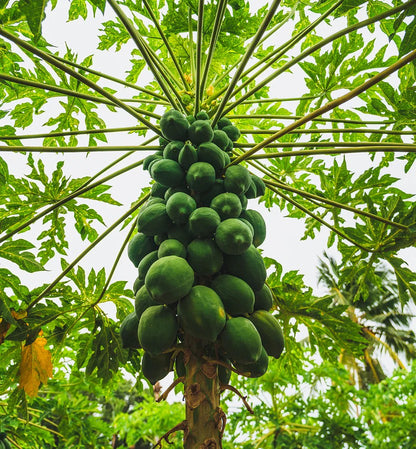 Green Papaya